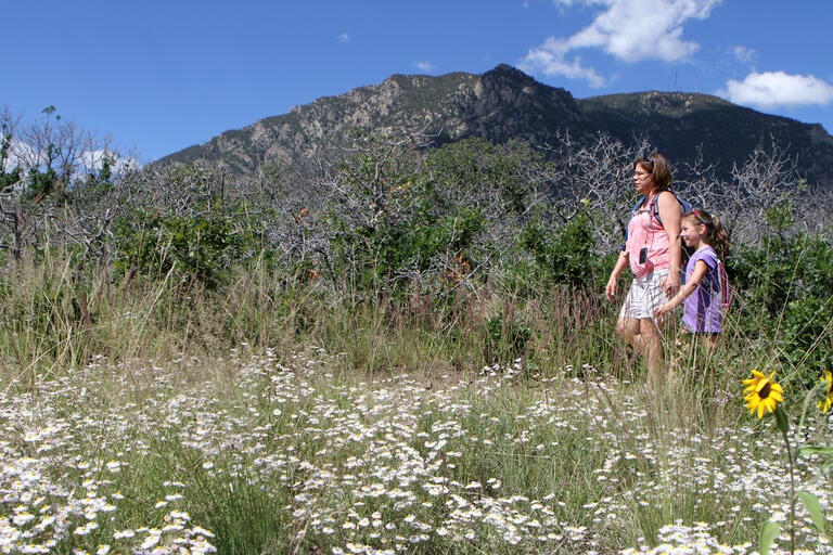 Meadow Nature Walk 1